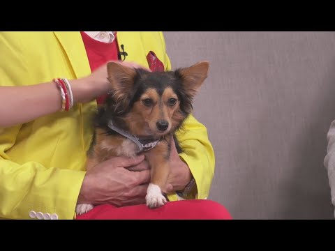 Sponsored Content: HavaHeart Rescue: Frankie - YouTube