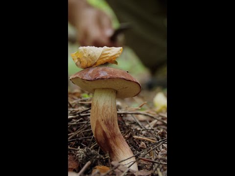 Paul Stamets and the “wood wide web”​