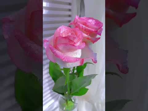 🌸🌸 Where flowers bloom, so does hope 🌸🌸