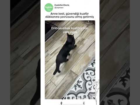 Yavrusunu berbere çırak olarak getiren kedi