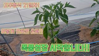 고추 정식하고 21일차!! 이렇게 해야해유!!!! 농사의 여신표 고추농사 잘 짓는 법!