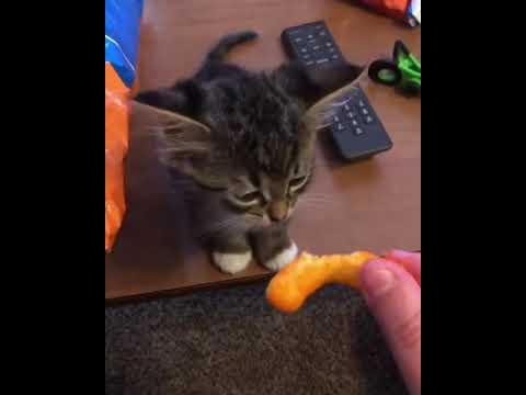 Cat eats Cheeto puff - YouTube