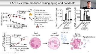 [Alan Y. Hsu] The legacy of neutrophils-LAND-Vs (large aging neutrophil derived vesicles)
