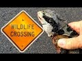 Dragon Hit By Car :( Help Save The Amazing ...