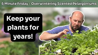 Download lagu EP 331 - Overwintering Scented Pelargoniums mp3 Download lagu EP 331 - Overwintering Scented Pelargoniums mp3