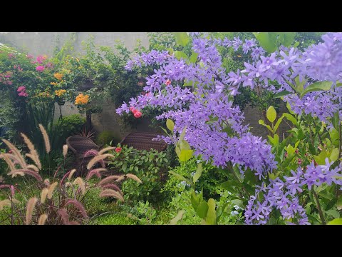 Meu Paraíso de Flores