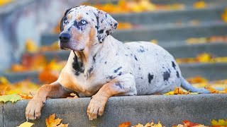 World's RAREST Dog Breeds Ever!