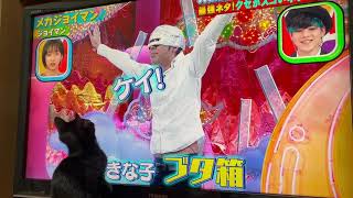 【ねこ】ジョイマンに反応するねこｗ