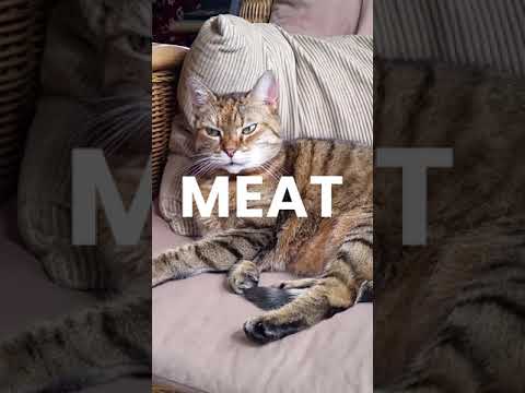 What is the best type of meat for cats