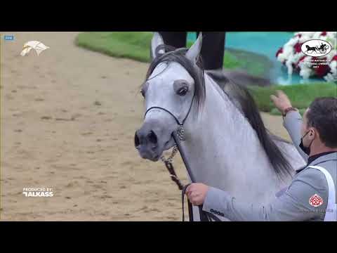 N 93 HASSAN AL WAAB   6th Qatar Nat  Arabian Peninsula HS for individual Owners   Colts 2 Years Old