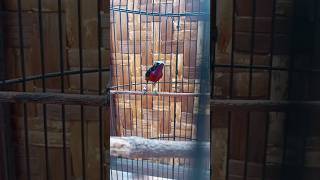 Download lagu pasang ring uhtuk konin #ring #konin #colibrí #gedruk mp3 Download lagu pasang ring uhtuk konin #ring #konin #colibrí #gedruk mp3