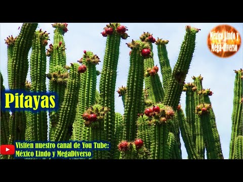Asi se Cortan las PITAYAS en los CERROS de la Mixteca 🌵Cuna de la pitaya  🌄