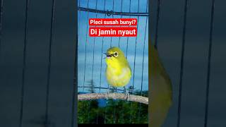 Download lagu pleci betina birahi memanggil jantan #plecigacor mp3