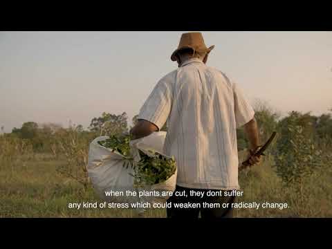 Oñoirũ - Organic yerba mate from Paraguay to the world