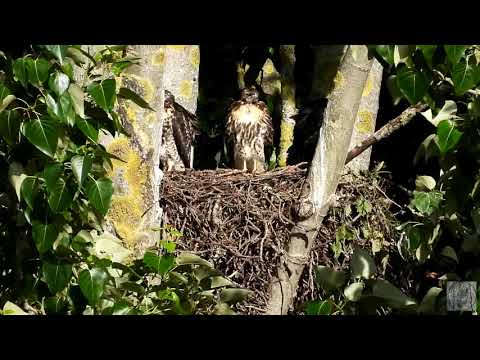 More video of the three red tailed hawk chicks