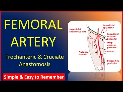 Femoral artery and its branches | Trochanteric and Cruciate anastomosis |