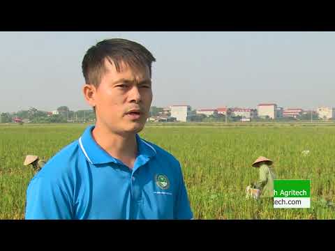 Hướng dẫn người dân kỹ thuật chăm bón trên mô hình bí hữu cơ