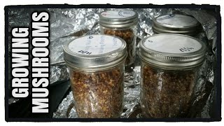 Oyster Mushroom Grain Jar Spawn