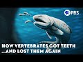How Vertebrates Got Teeth And Lost Them Again