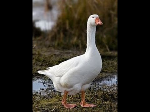 hip hop beat at 111 BPM (prod. Cha Cha)