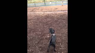 Riley vs the Firetruck!