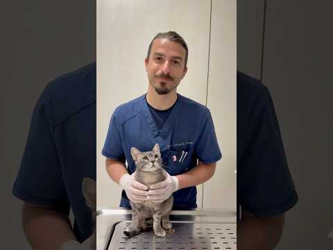 Attenzione ai fili in casa se hai un gatto ⚠️ Link in descrizione ⬇️ #vet #cats #emergency #medvet