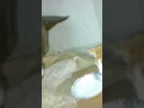 yeh dekh asali asali 😚😚😘Cat VS Dog#shorts #viral
