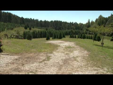 download lagu mp3 mp4 Christmas Tree Farm Oxford Ms, download lagu Christmas Tree Farm Oxford Ms gratis, unduh video klip Christmas Tree Farm Oxford Ms