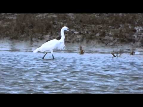 Close up: Little Egrets catching / Kleine Zilverreigers vangend (Egretta Garzetta)