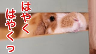 うさぎが朝ごはんが食べたくて待ちきれずに…うさぎの竹千代誾千代