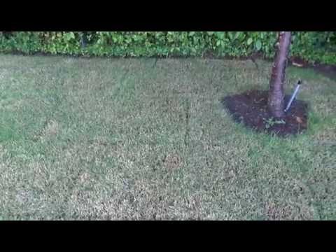 Sod Problems in Edmunds, WA  After Installation