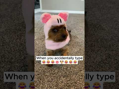 The CUTEST typo to make #adorabledog  #pooch #dogshorts #dogshortvideo #cutepuppy #cutedog #dog #pet
