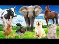 Wild Animal Sounds Horse Cow Duck Dog Hen Cat Elephant Animal Moments