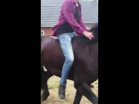 FRIESIAN/GELDING/2013/167CM