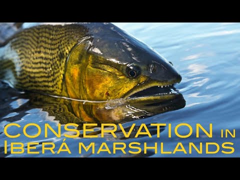 Dorado Release at Pirá Lodge