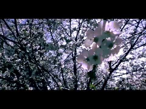 Aw6ken - Afraid to fall no more