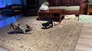 Video preview image #1 Mutt Puppy For Sale in Harrisburg, PA, USA