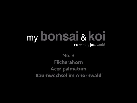 Bonsai - no words, just work! - No.3 - Fächerahorn - Acer palmatum - Baumwechsel im Ahornwald