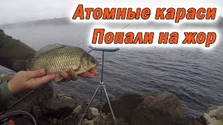 Рыбалка в сосновом бору на реке коваши