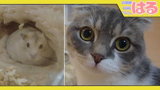 生まれて初めてハムスターを見た子猫のクッソかわいい反応【召喚獣はる】