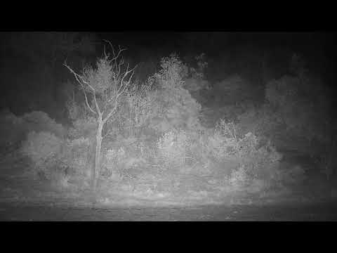 Djuma: Lions-Two Talamatis at shallow end of dam-then go to behind dam wall - 19:45 - 08/11/21