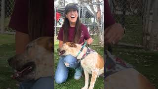 Video preview image #1 Texas Heeler-Unknown Mix Puppy For Sale in Pasadena, CA, USA