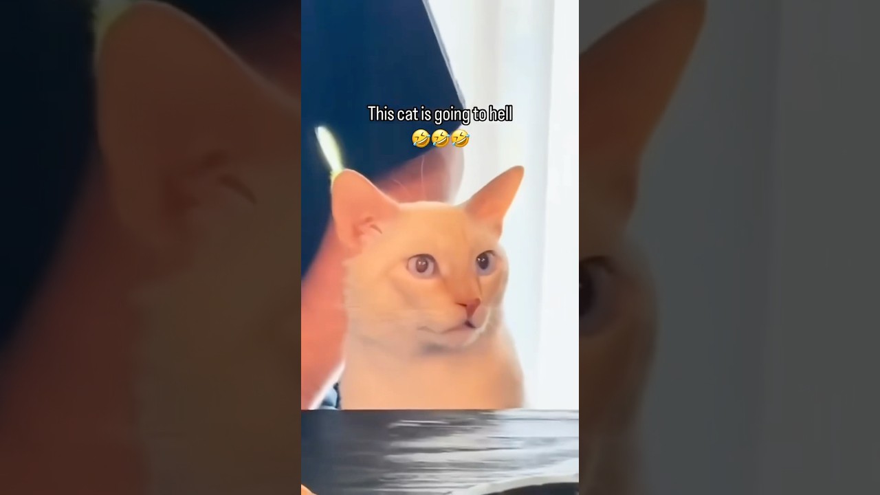 Discord Memes: Why Cats Question Everything