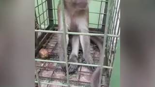 Download lagu MONYET NYANYIAN BAHASA JAWA mp3 Download lagu MONYET NYANYIAN BAHASA JAWA mp3