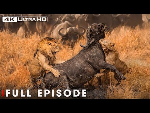 Ultimate Predators: Battle for Survival in the African Savanna