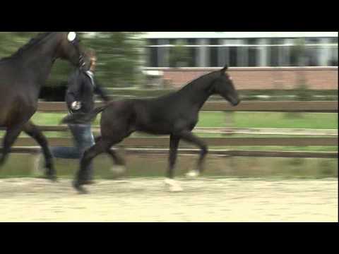 For Romance   Sandro Hit