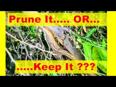 Broken Citrus Branch |  ‘PRUNE IT’ vs. ‘REPAIR IT’