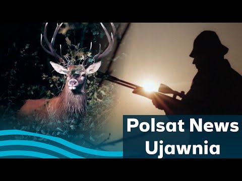 Myśliwi czy kłusownicy? Cała prawda o polowaniach w Polsce