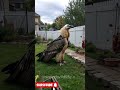 Gigantic Bearded Vulture! #animals #birds #huge #bizarre #shorts #owl #owls #vultures