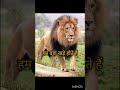Shorts Sher Shayari Sher Attitude Shayari Status Video Lion Shayari Video Attitude Shayari